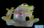 世界十大透明生物，玻璃蛙内脏清晰可见