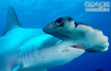 长相奇葩的双髻鲨，两眼相距一米(360度视野)
