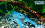 天空蓝魔虾，亮蓝色的鳌虾(养殖方法)