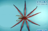 世界上最大的蟹类，南极惊现巨型海蜘蛛(极地巨大症)
