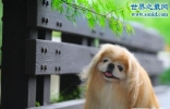 京巴狗的寿命，平均14-15年(皇宫的玩赏犬)