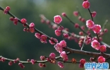 中国的国花是什么花，梅花与牡丹共争国花之位