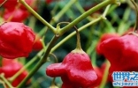 世界上最辣的辣椒TOP10,这种辣椒以死神为名！