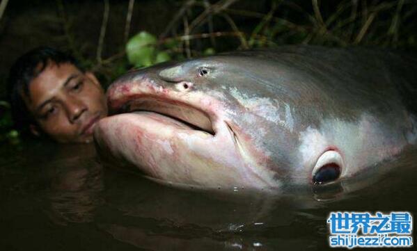 【世界上最大的淡水鱼种，湄公河巨魾3米(吞人无压力） 】图2