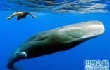 世界上潜水最深的动物，抹香鲸(下潜2200米)