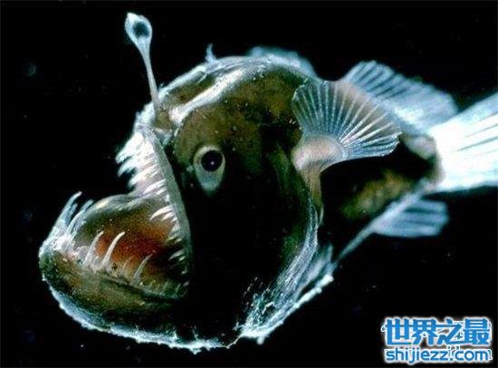 【深海琵琶鱼长相丑陋，能吃下比它大一倍的食物 】图4
