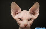 世界上最丑的猫，斯芬克斯猫全身无毛却极受欢迎