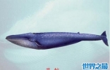 世界上最大的动物是什么 蓝鲸的体重堪称无敌