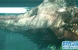 巨型食人鱼长到3米长，光是嘴就宽1米多会攻击游泳者