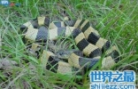 喜马拉雅白头蛇 中国最毒的毒蛇