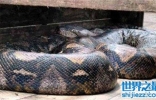 史上最大的蛇有多长 亚马逊最大的蛇净重二百多公斤