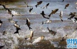 唐山大地震前兆，鱼塘中的鱼会集体发生暴动