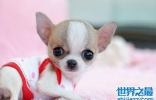世界上最小的狗仅有拳头大小 多数人喜欢小狗
