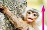 世界上最小的侏儒猴