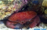 正直爱洁蟹是螃蟹的一种 有剧毒不能吃