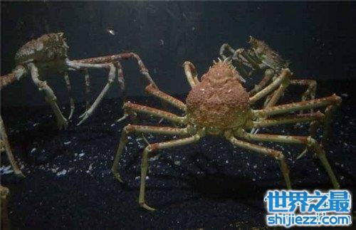 【最大的螃蟹是日本杀人蟹 椰子蟹由于捕杀几乎灭绝 】图2