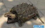 真鳄龟是体型最大的淡水龟 凶猛外表下一颗胆小的心