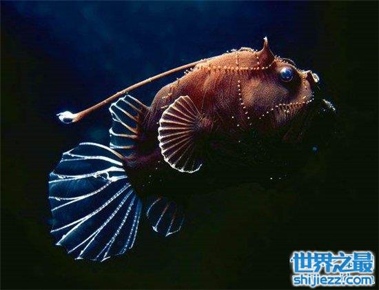 【深海琵琶鱼长相丑陋，能吃下比它大一倍的食物 】图1