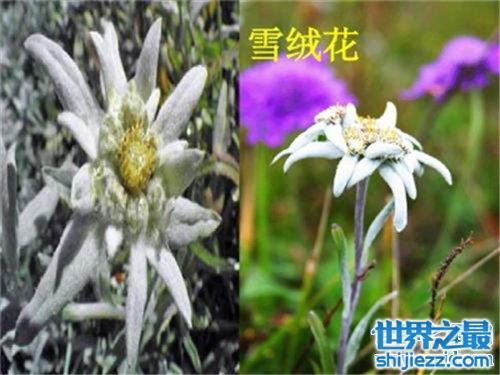 雪绒花英文版来历介绍 创作背景竟是真实故事 