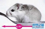 世界上最小的家鼠，只有1.9厘米长