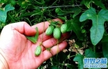 世界最小西瓜佩普基诺，卖到上百一斤(拇指西瓜)