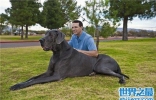 世界上最大的十个狗品种排名，大丹犬甚至比马高（2.2米高） ...