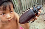 关于虫子的8个世界之最，最大的甲虫比手掌还大