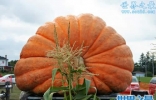 世界上最大最重的南瓜，重1900斤(如汽车一般大)