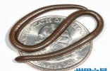 世界上最短小的蛇