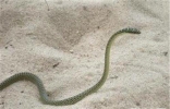 玻璃蛇的特征和外形介绍 多数人认为它属于蜥蜴类
