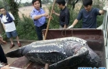 世界上最大的海龟