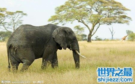 【大象的寿命大约在多少岁啊 和人类的一样吗 】图3