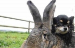 世界上最大的兔子 体长1.22m且食量惊人！