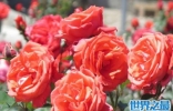 最壮观的玫瑰之乡——保加利亚玫瑰