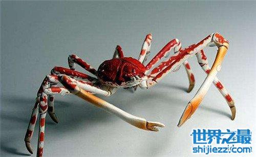 【最大的螃蟹是日本杀人蟹 椰子蟹由于捕杀几乎灭绝 】图4