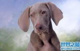 威玛犬狗中贵族，你了解它多少呢？