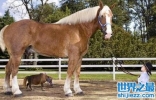 世界上最高的马和世界上最矮的马