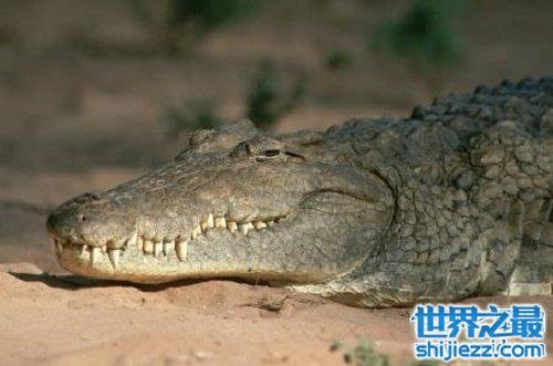 【尼罗鳄，据说是非洲最大的鳄鱼，凶残无比，沼泽里的霸主 】图1