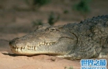 尼罗鳄，据说是非洲最大的鳄鱼，凶残无比，沼泽里的霸主