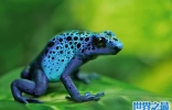 世界上最毒的动物排名，箭毒蛙瞬间杀死1.5万人
