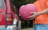 世界上最大的苹果，重达3斤/周长45厘米(图)
