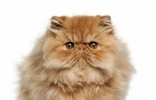 最可爱的宠物猫品种波斯猫，撒娇的本领比你女朋友还厉害