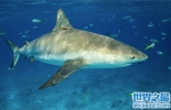 柠檬鲨具有攻击性，买来观赏会造成一定的危险性