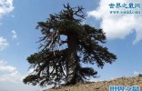 欧洲最古老的树，巴尔干松1075岁(经历过二战)
