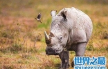 世界上体型第二大的犀牛 最后一只北白犀牛死了？