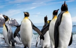 世界上最大的企鹅，身型竟高达两米。
