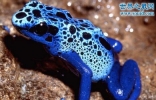 世界上最毒的青蛙，钴蓝箭毒蛙(毒死15000人)
