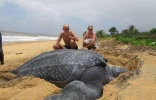 世界上最大的龟类，棱皮龟体长2.5米(20年内灭绝)