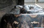 震惊！世界上最大的蛇——最长可达10公尺，体重225公斤！