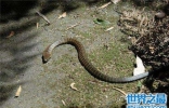 最毒的蛇是什么品种 世界上最毒的眼镜蛇是什么